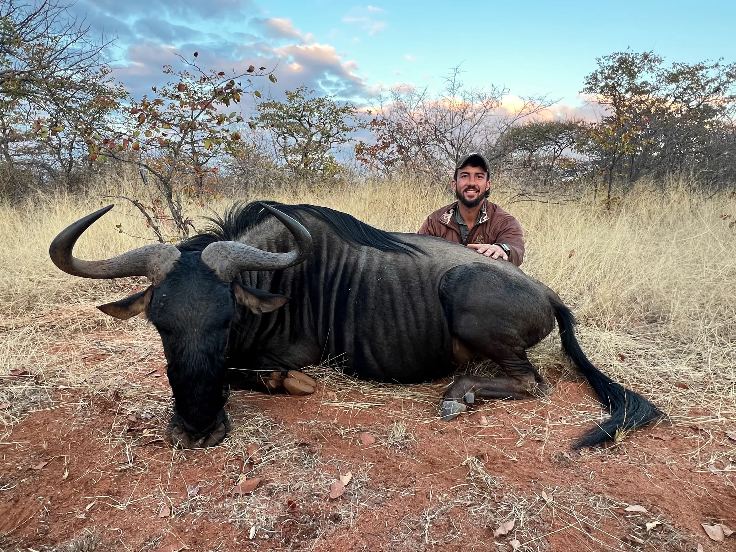 A blue wildebeest bull taken in open bushveld