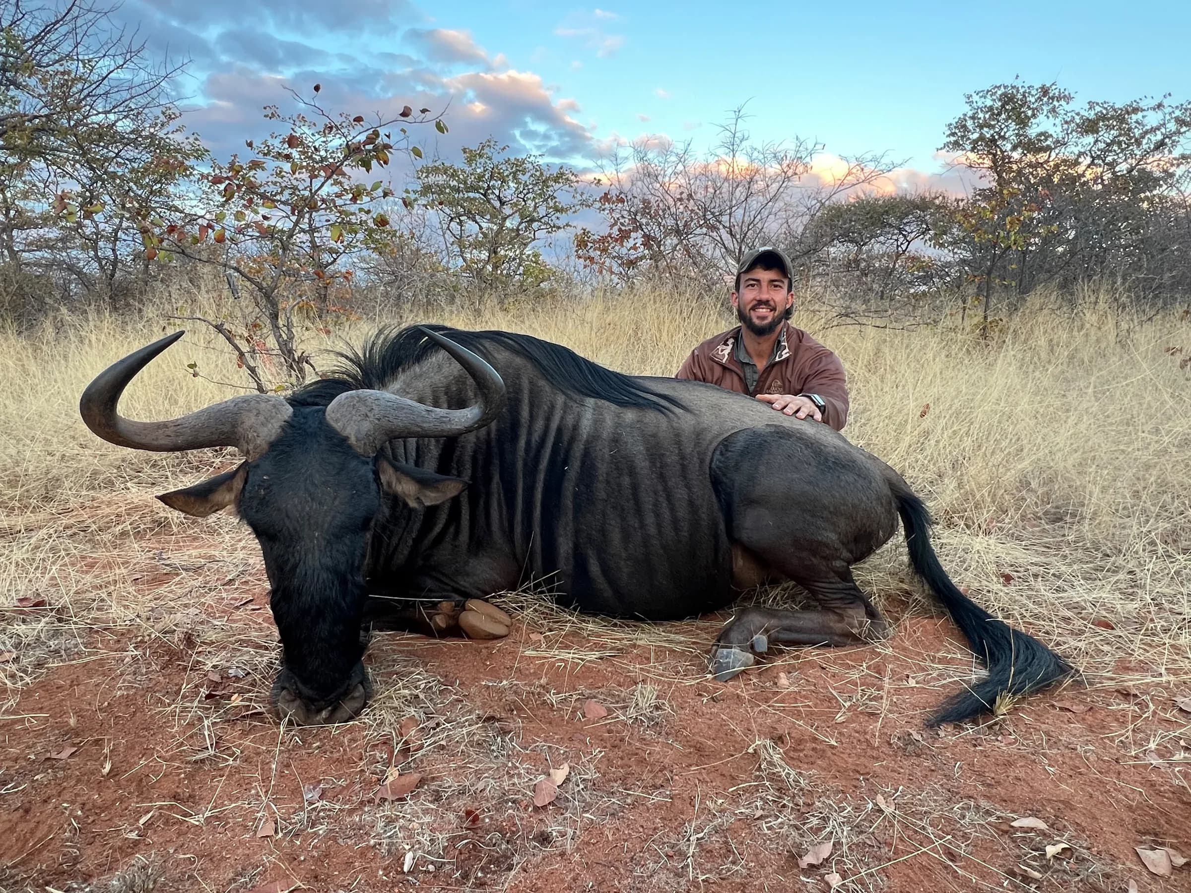 A blue wildebeest bull taken in open bushveld
