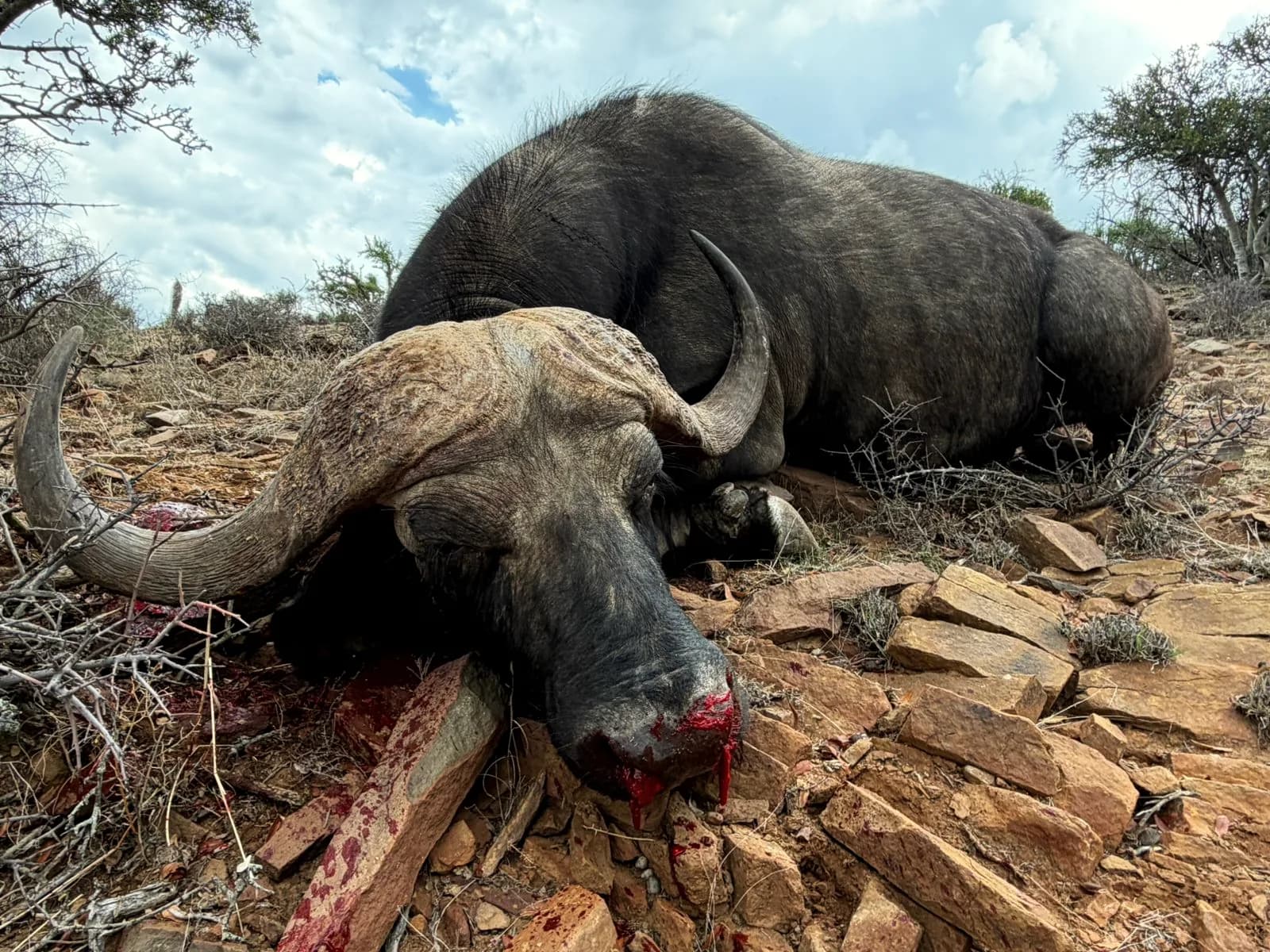 A hard-bossed Cape buffalo bull on a rocky ridge