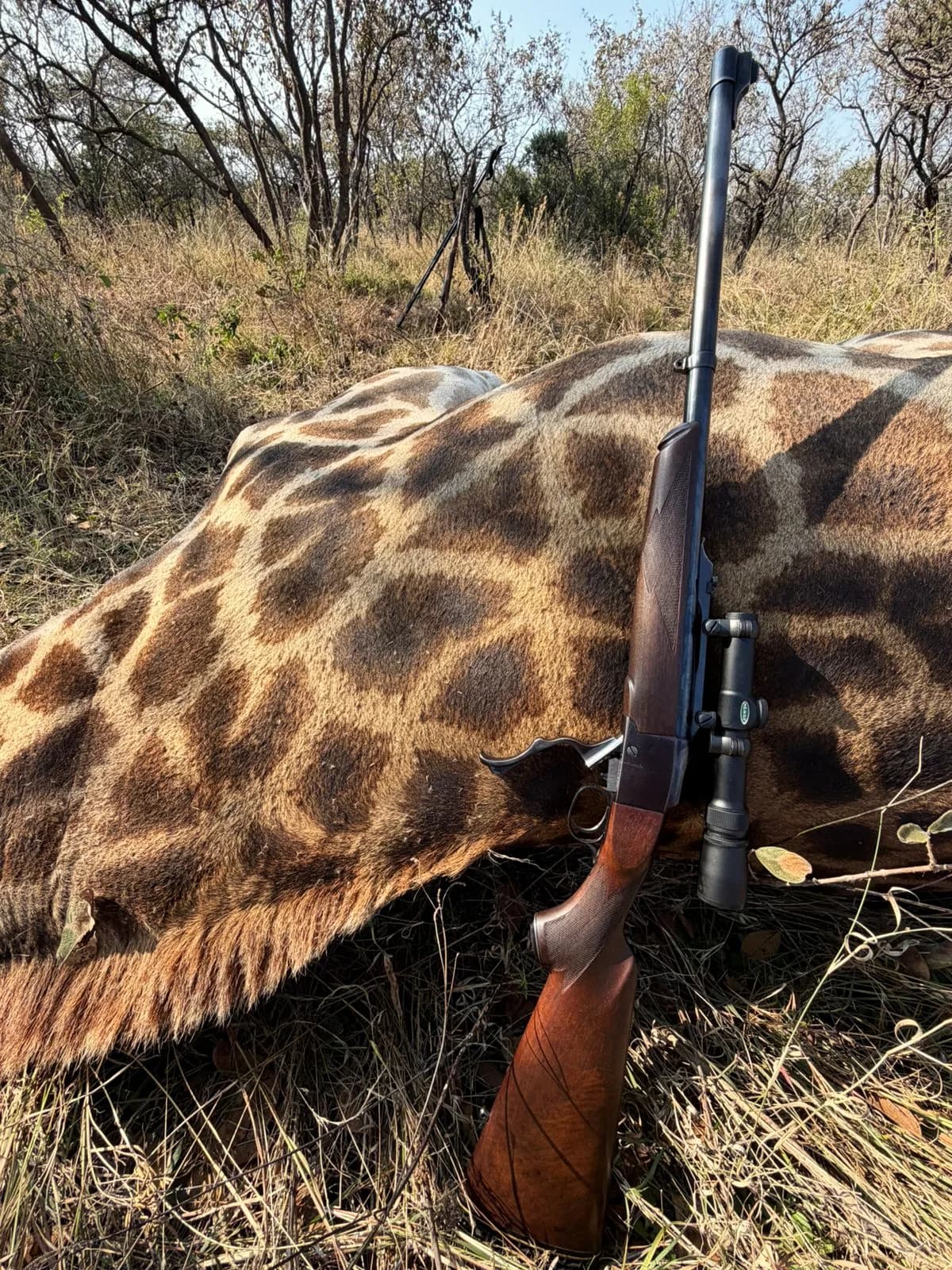 A rifle and shooting sticks resting on a giraffe taken on management quota