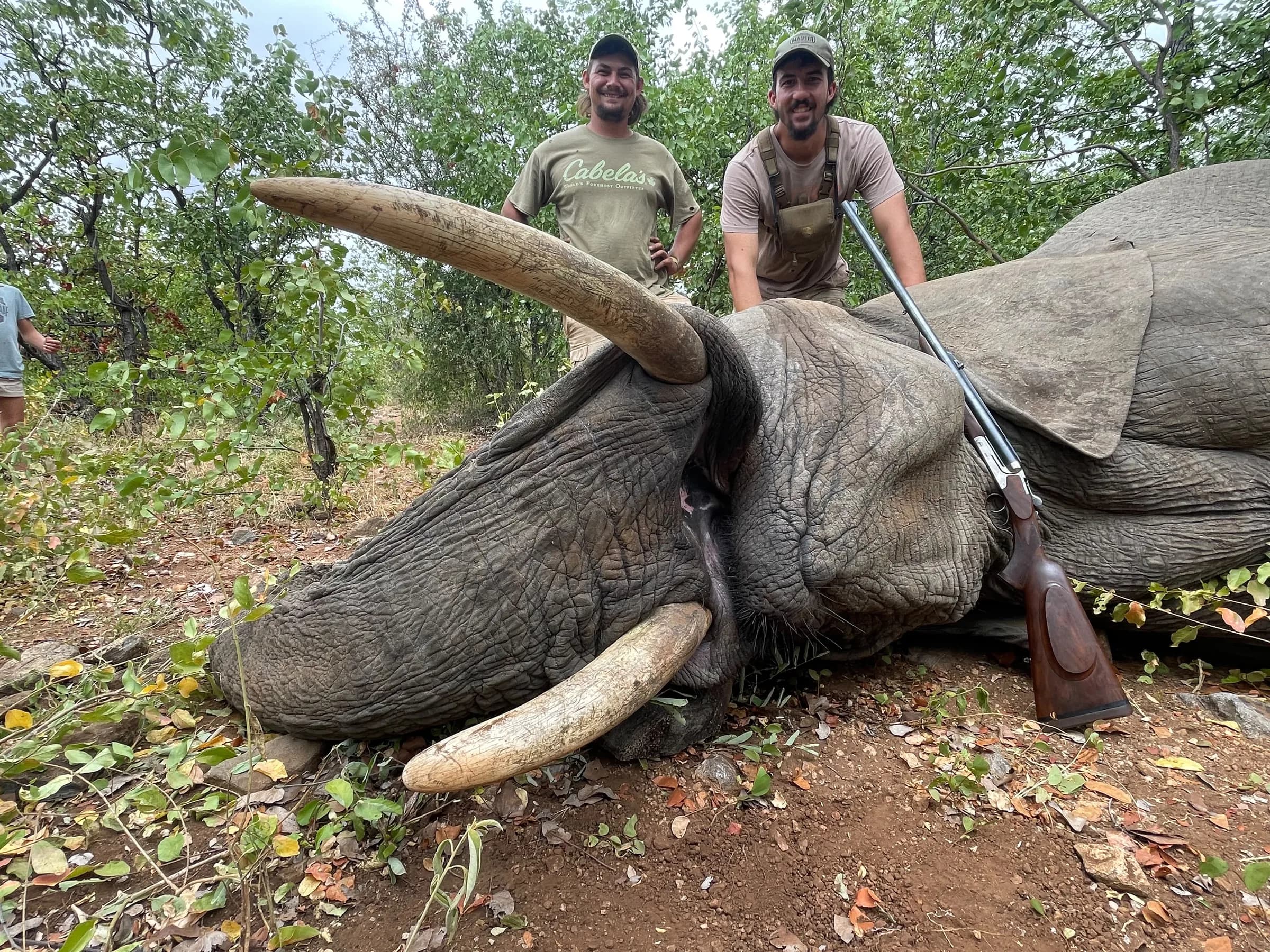 Two hunters with a Cape eland bull