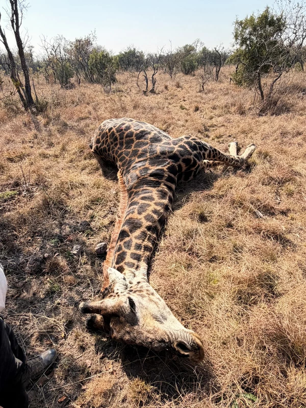 A giraffe bull taken on management quota in open bushveld