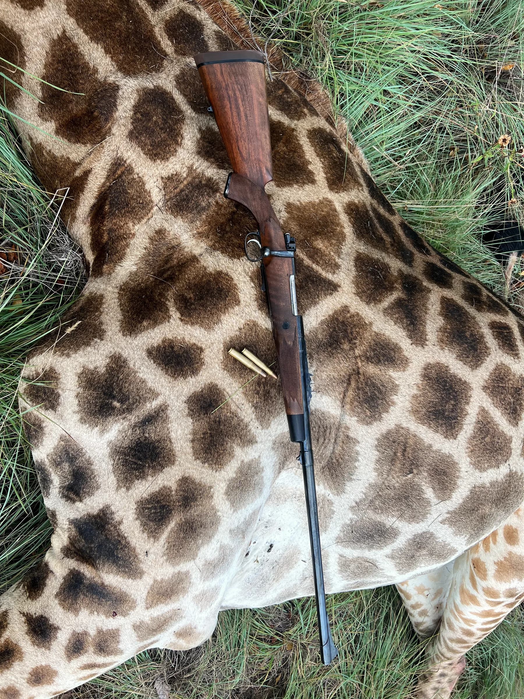 A rifle laid across a giraffe hide