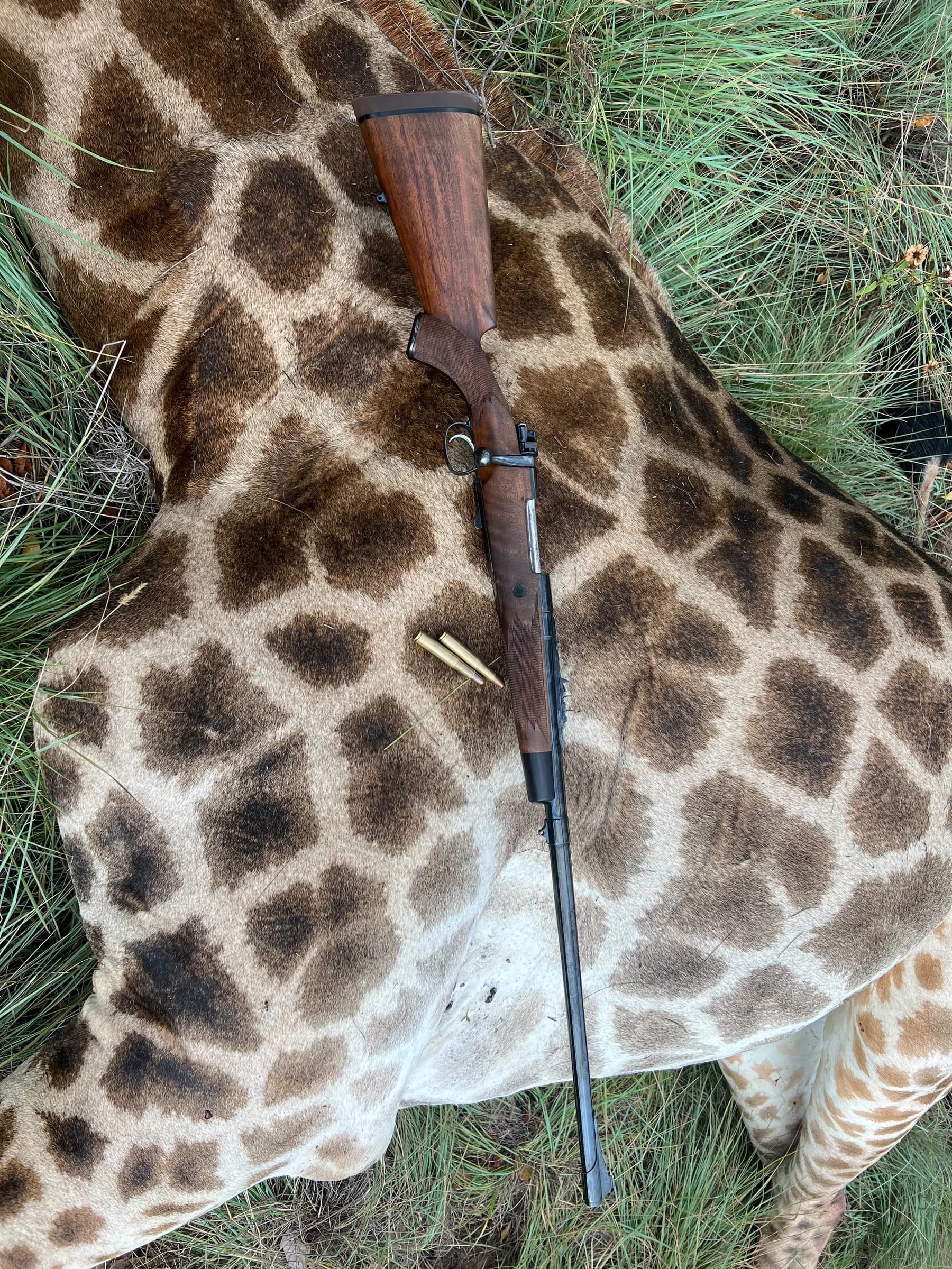 A rifle laid across a giraffe hide