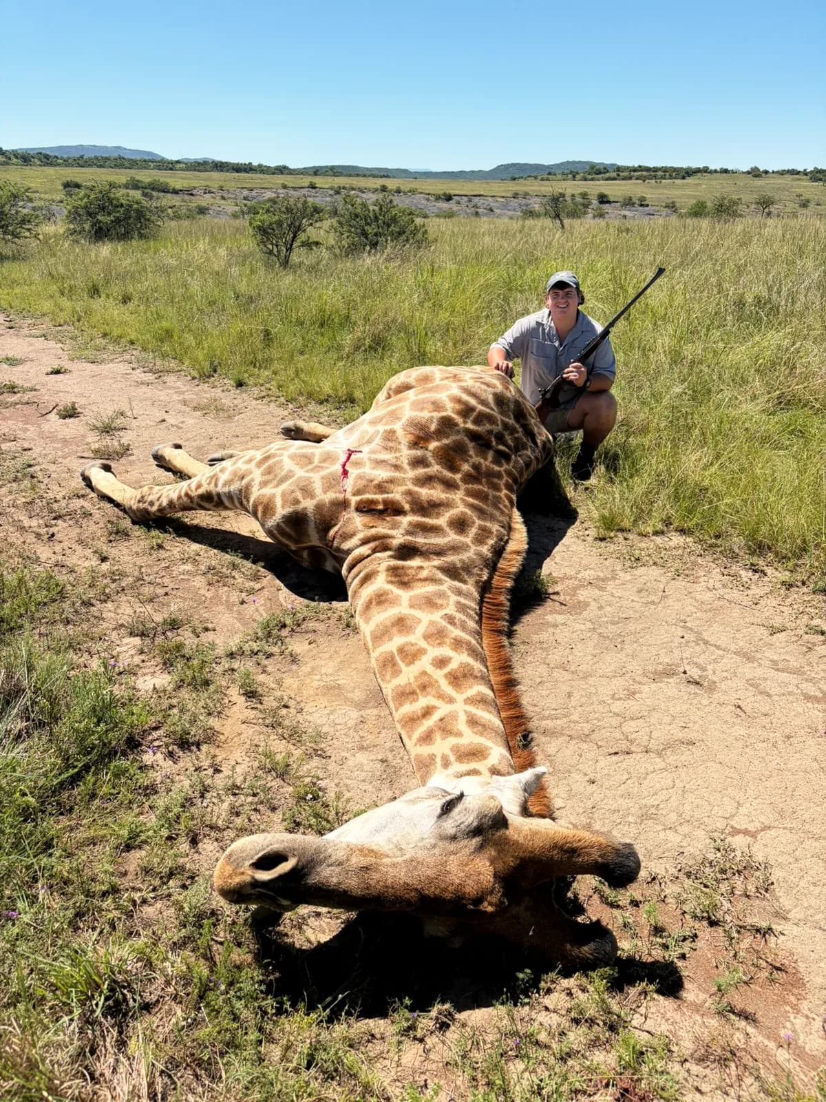A hunter with a giraffe taken on management quota in open veld