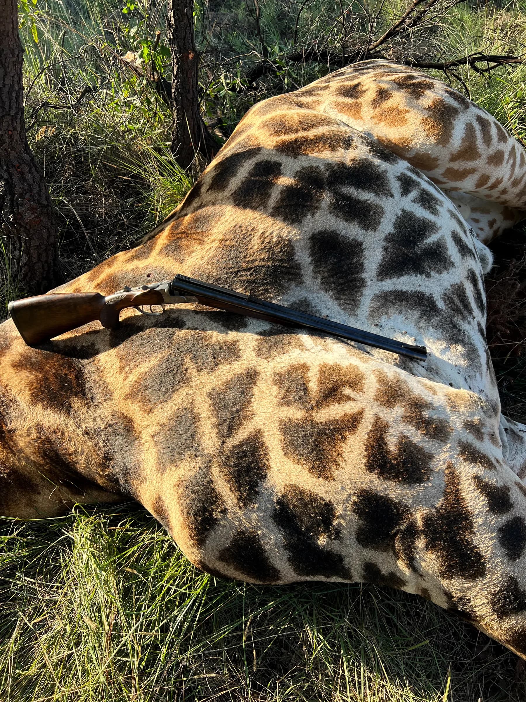 A rifle resting on a giraffe taken on management quota