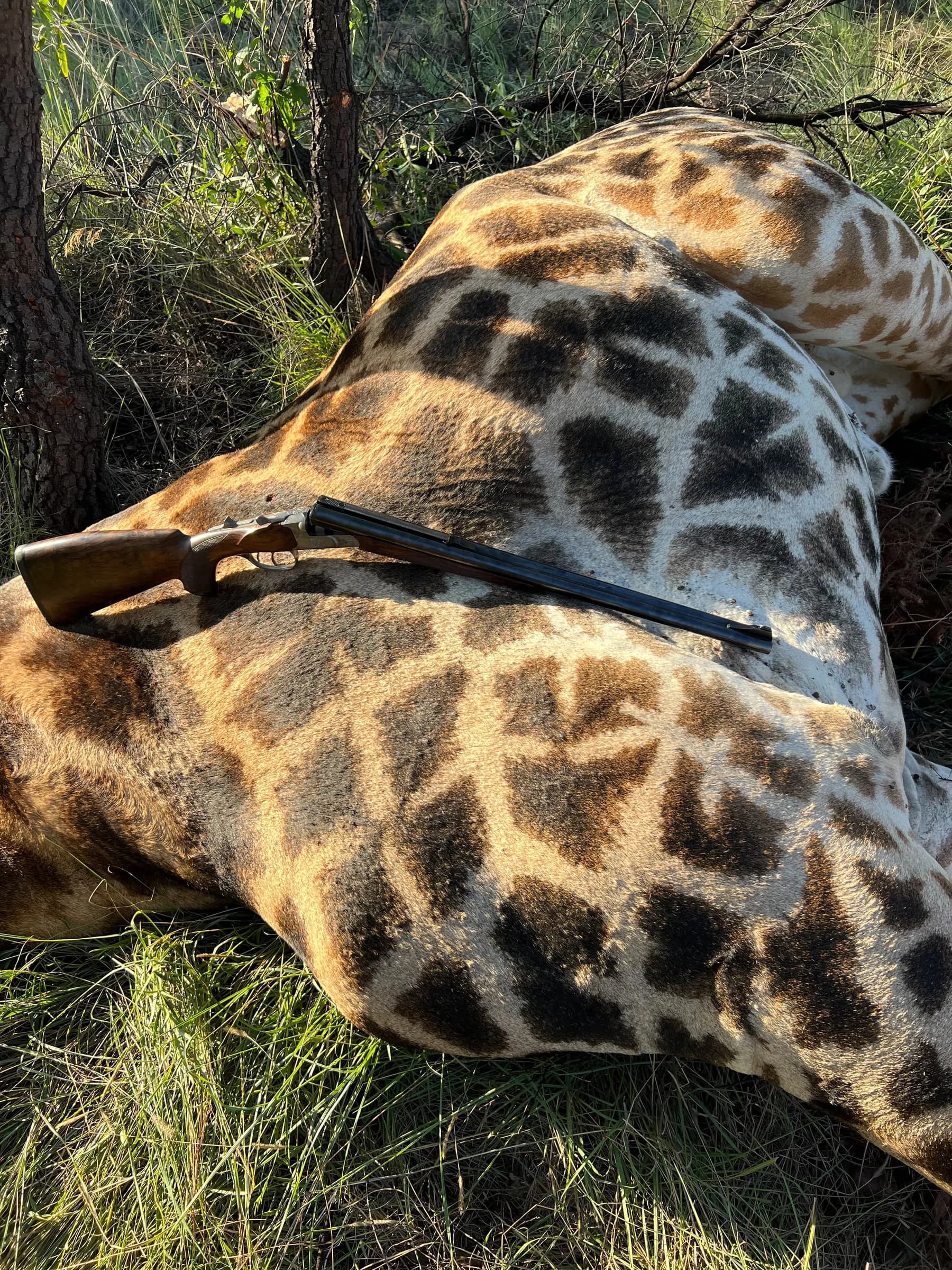 A rifle resting on a giraffe taken on management quota