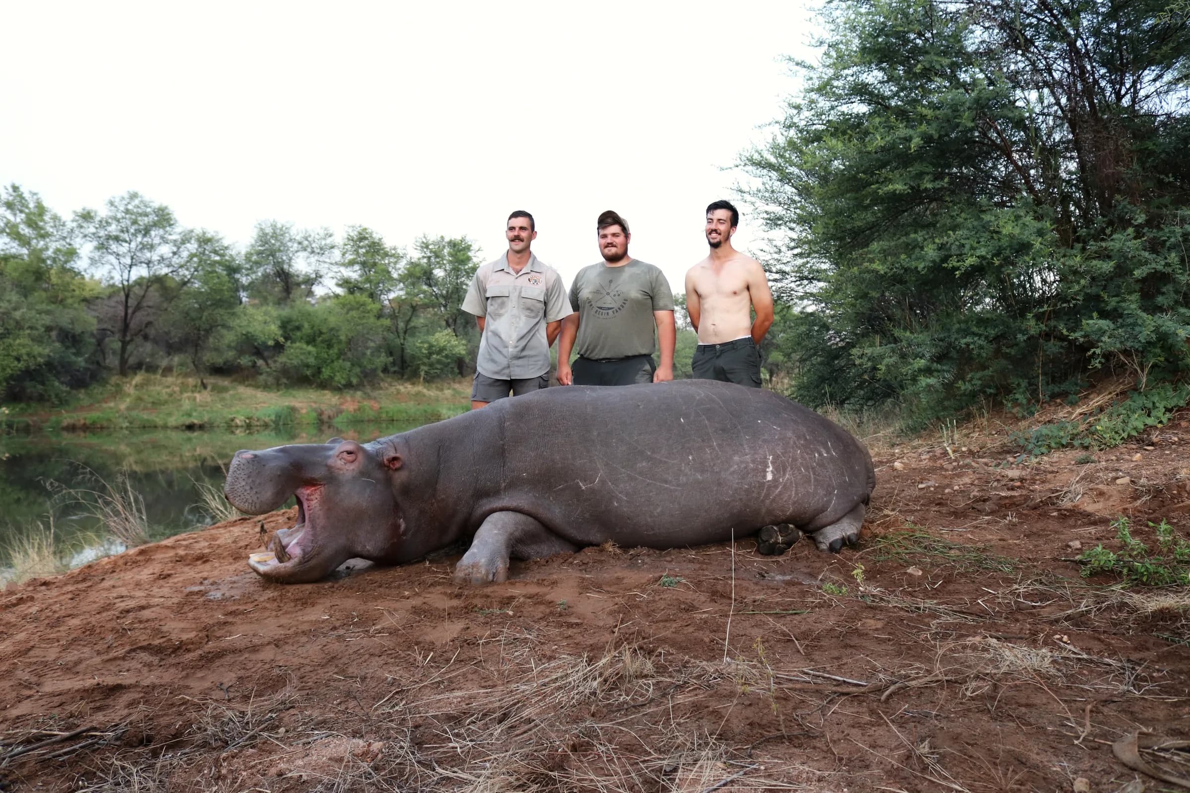 Three hunters with a hippopotamus bull