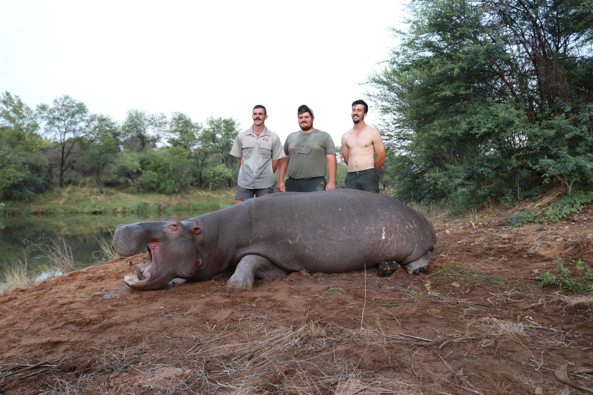 Three hunters with a hippopotamus bull
