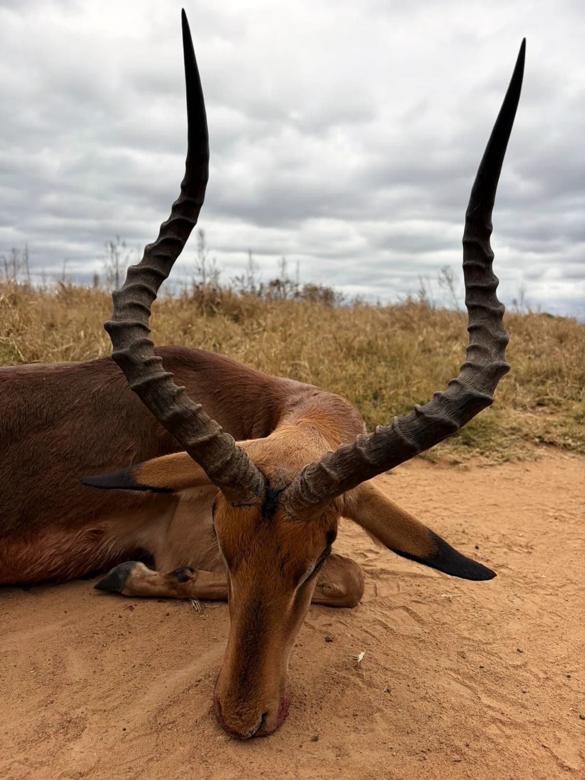 An impala ram on red sand under an overcast sky