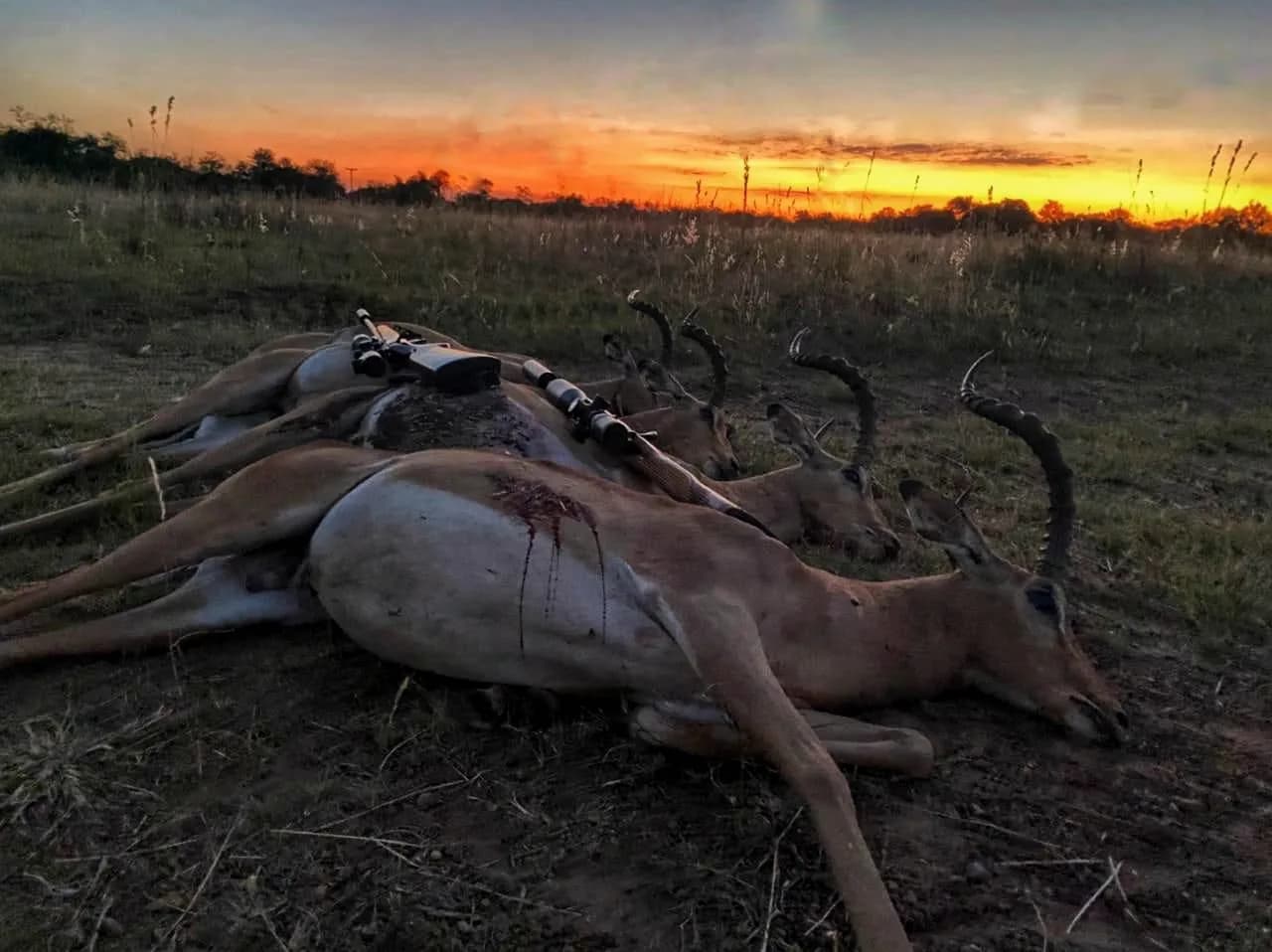Impala rams taken at last light, the rifle laid alongside