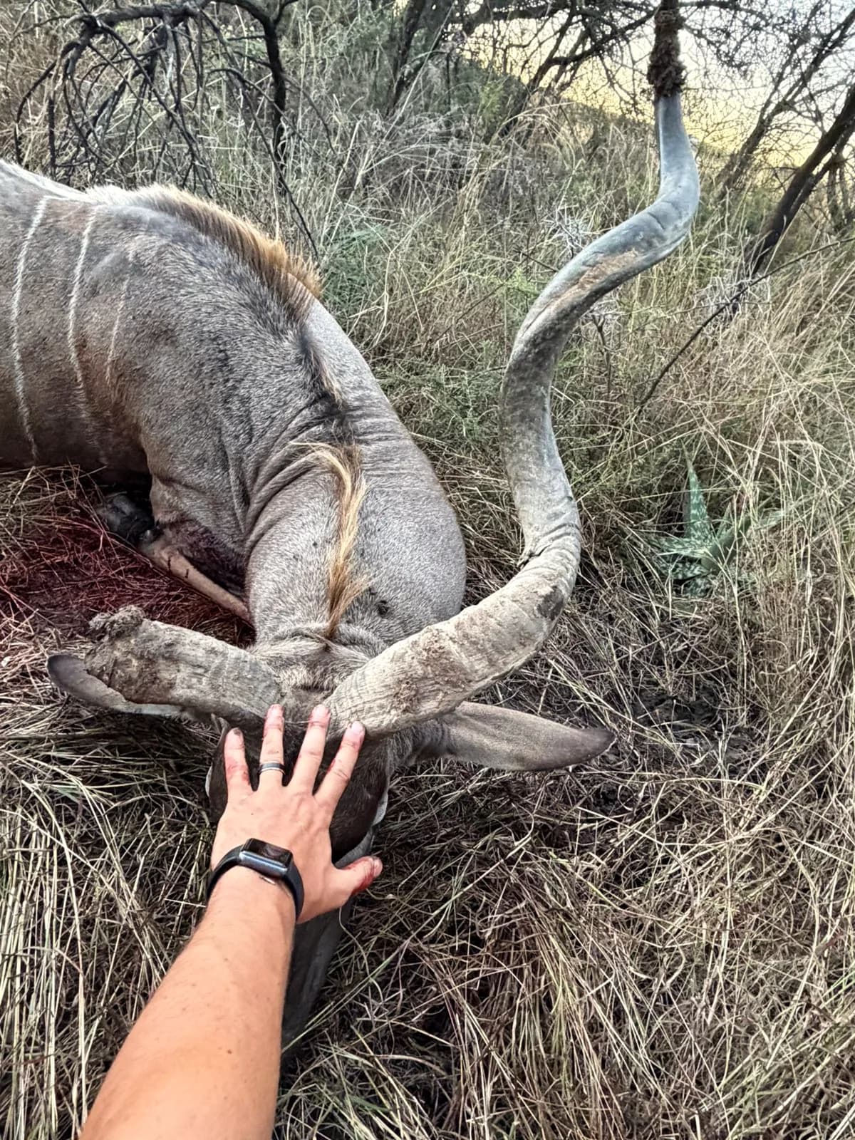 A hunter's hand resting on the horns of a kudu bull