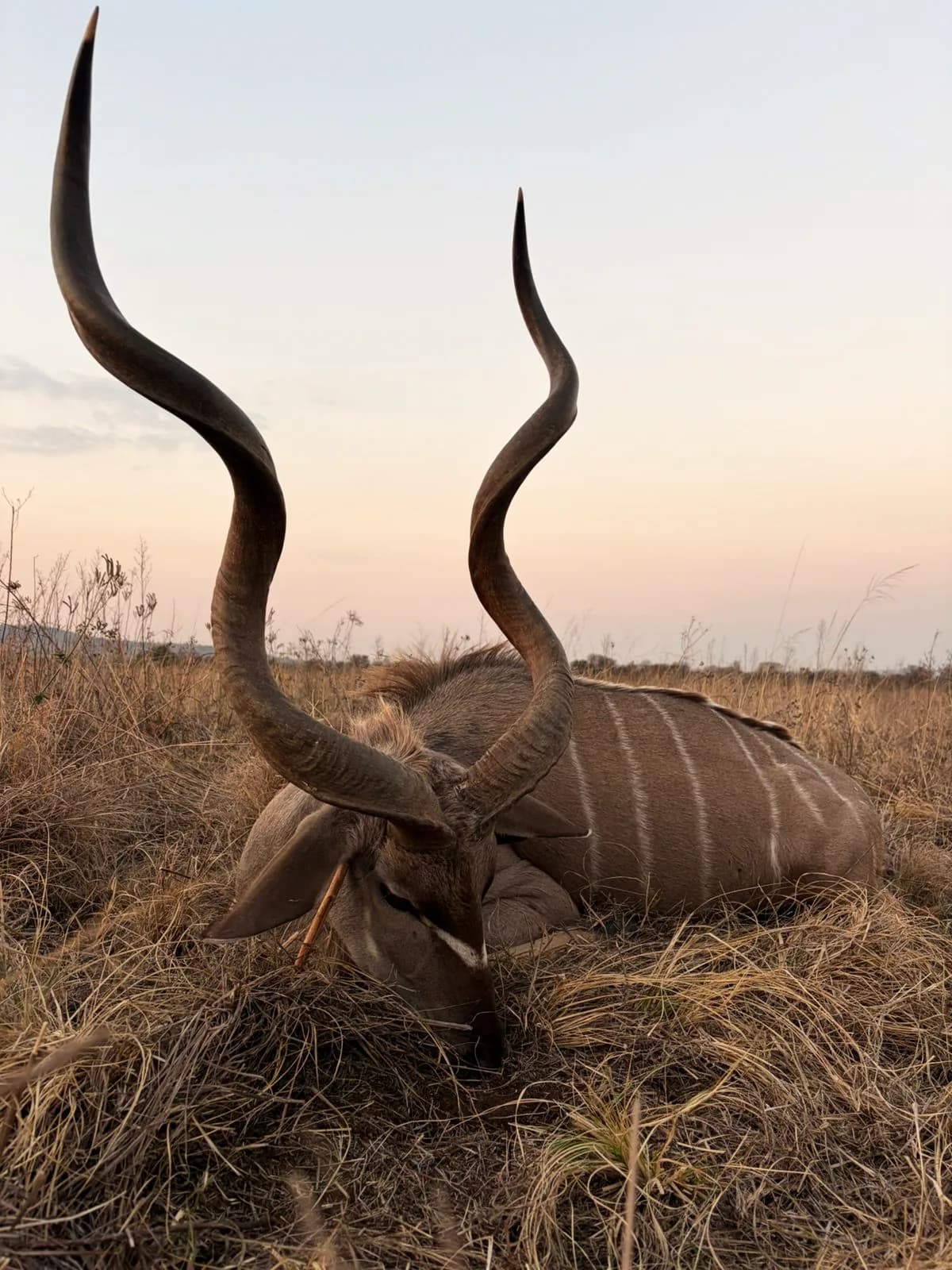 A greater kudu bull in long grass at last light