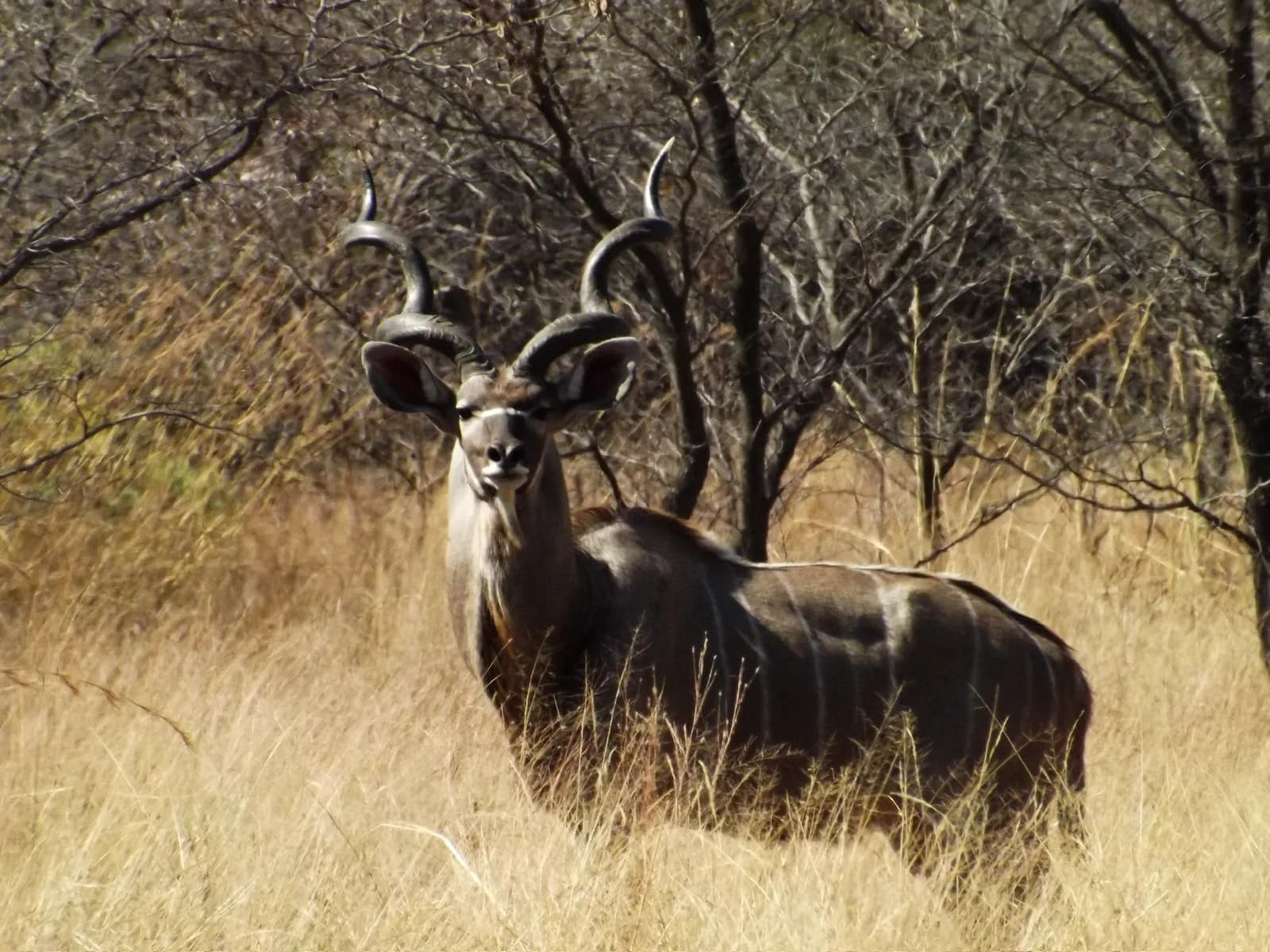 A live kudu bull standing in the thornveld, watching the camera