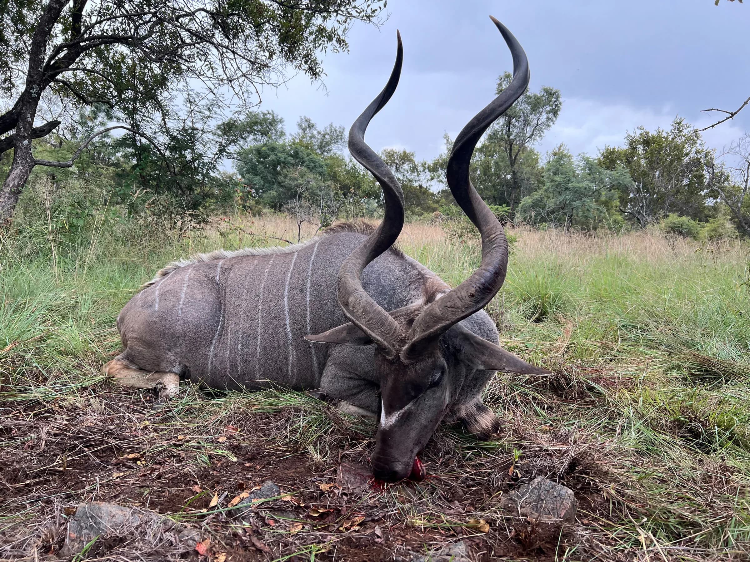 A mature kudu bull in long grass