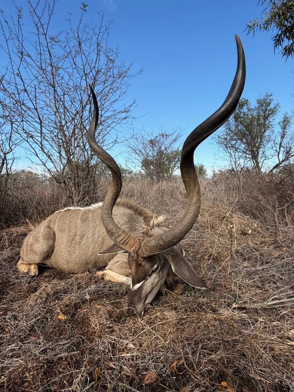 A greater kudu bull in winter thornveld under a clear sky