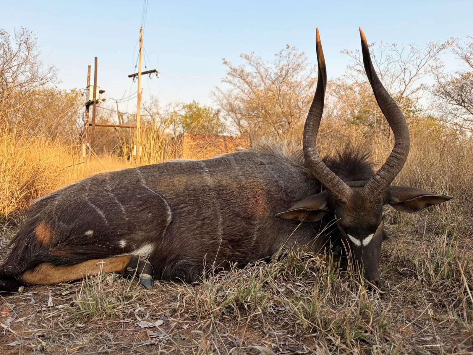 A nyala bull in the evening light