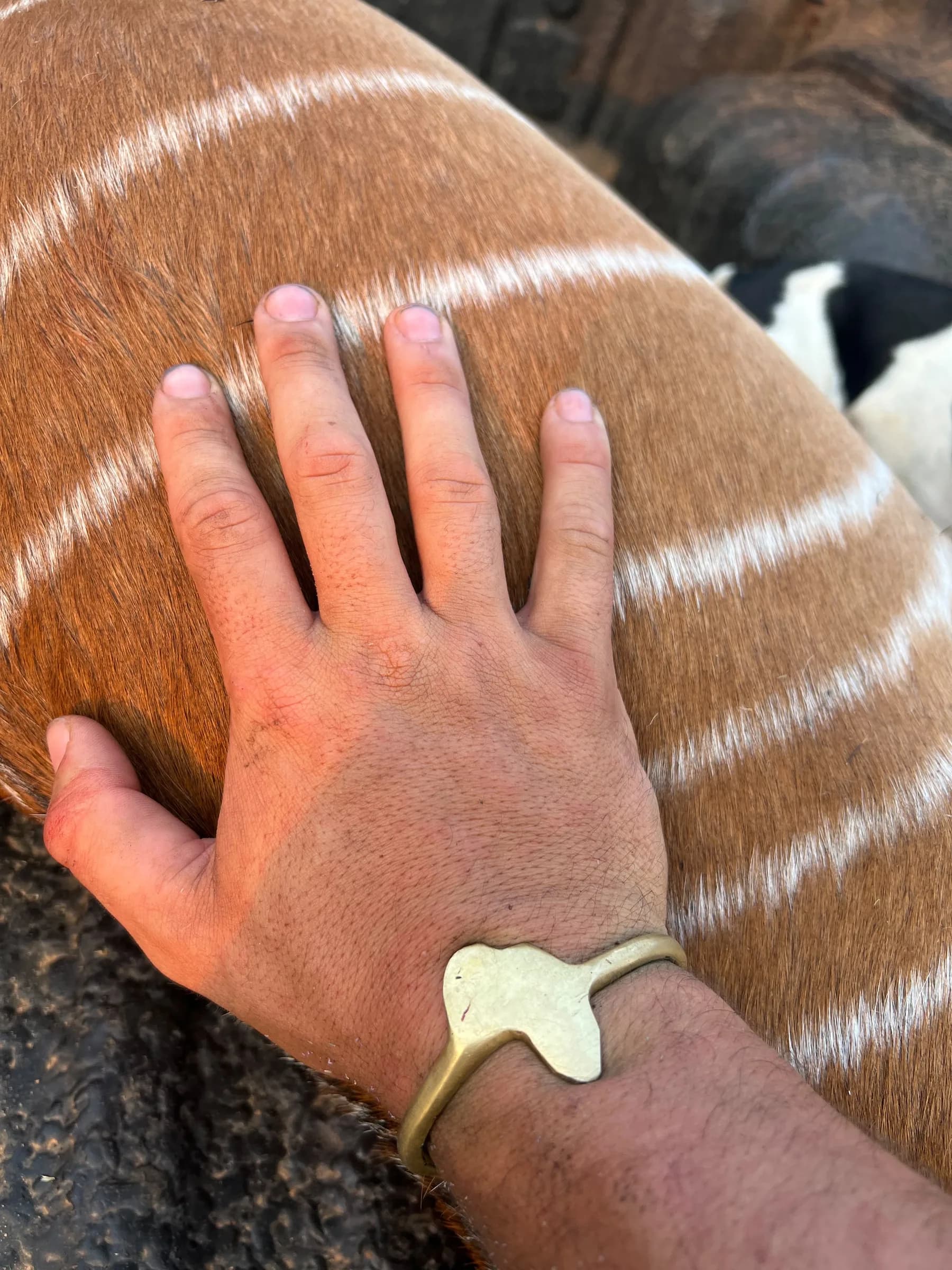 A hand on the flank of a nyala bull, showing the stripes