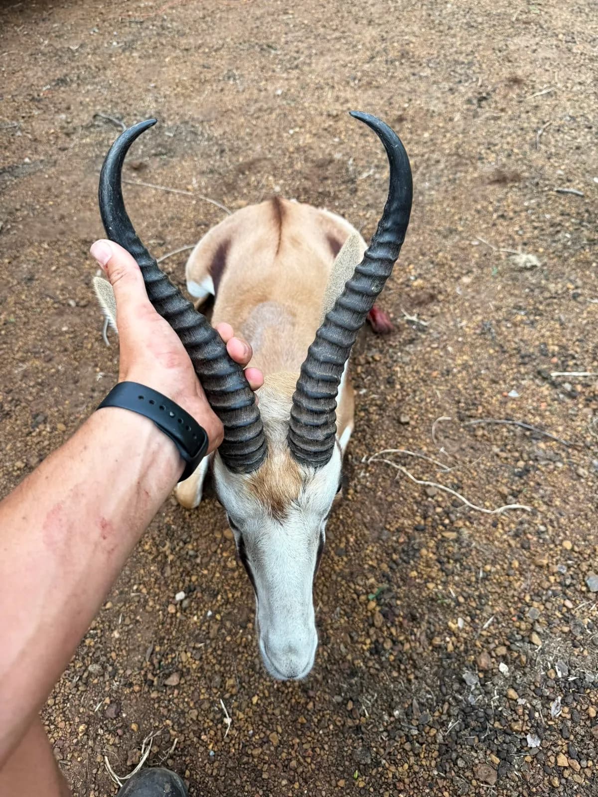 A hunter lifting a springbok ram by the horns
