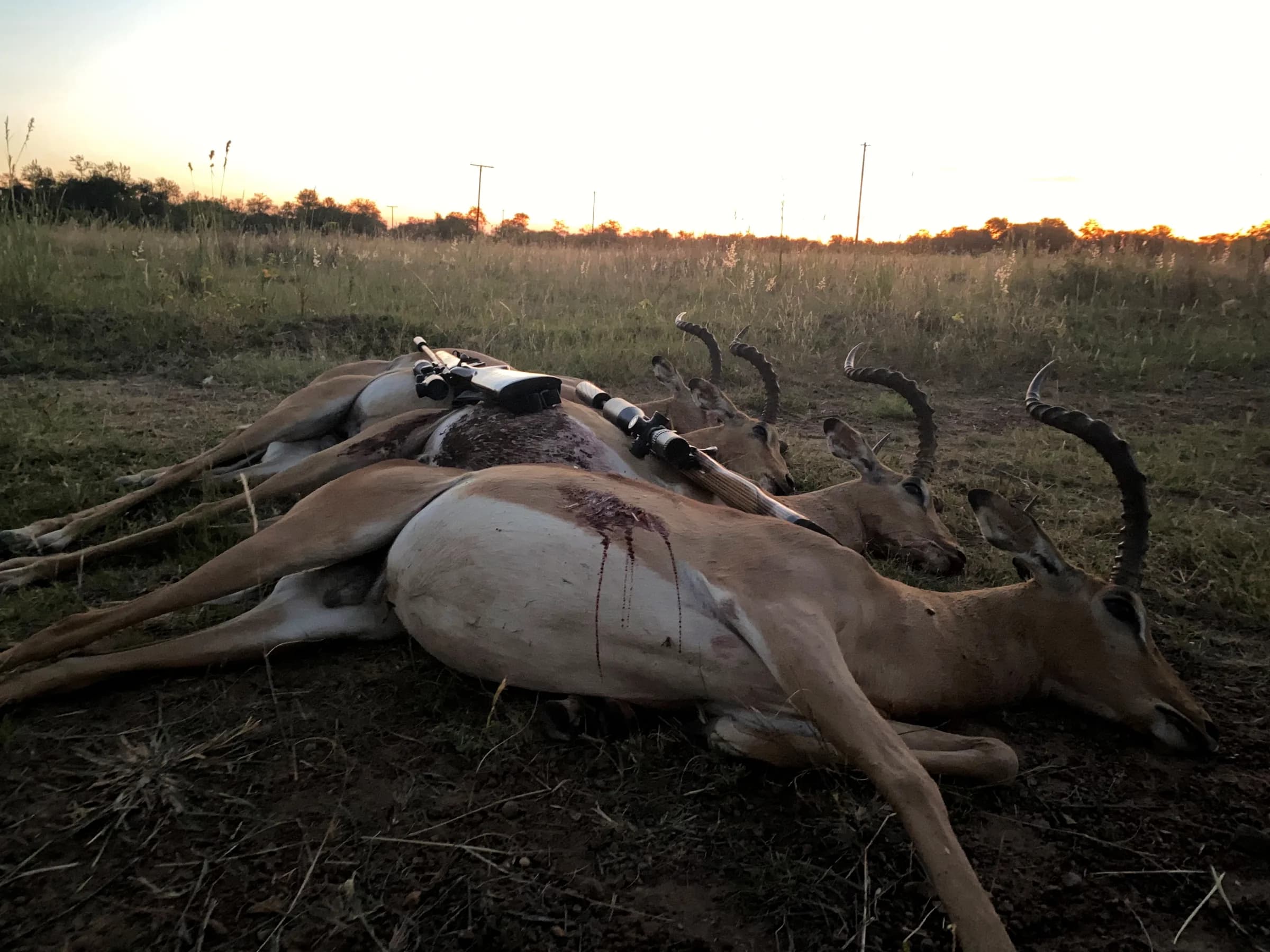 Trophies laid out together at dusk