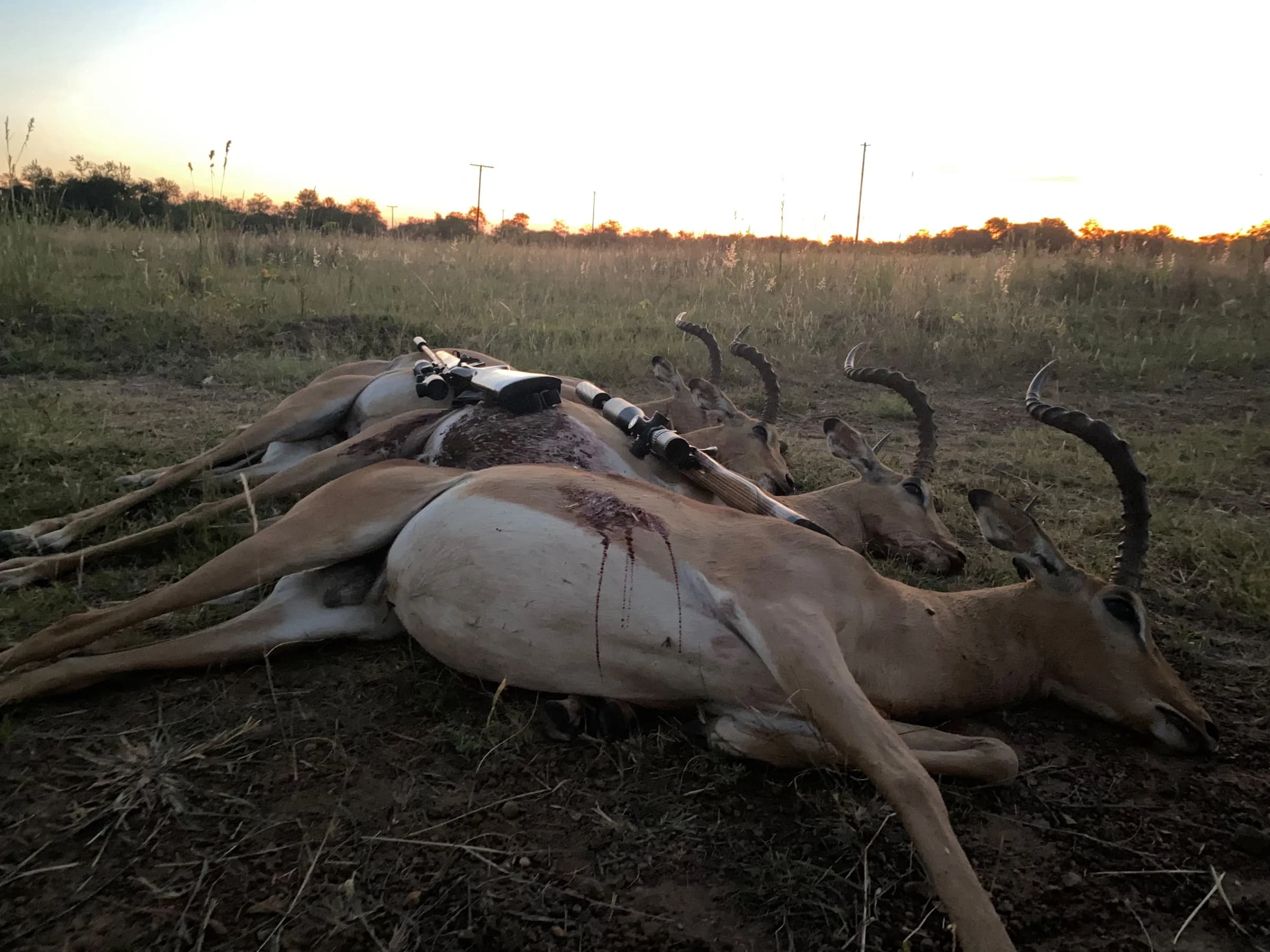 Trophies laid out together at dusk