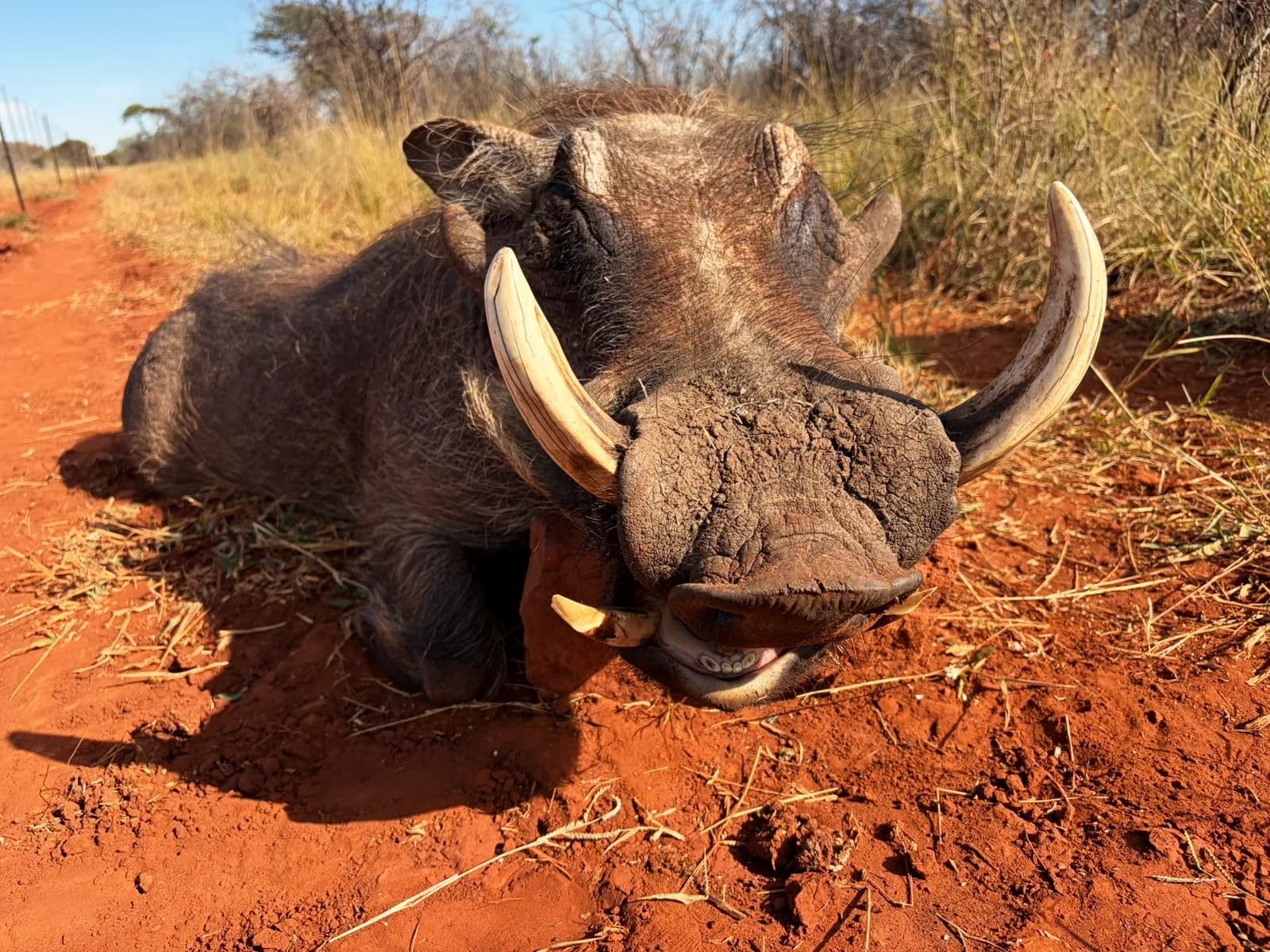 An old warthog boar on a red sand road