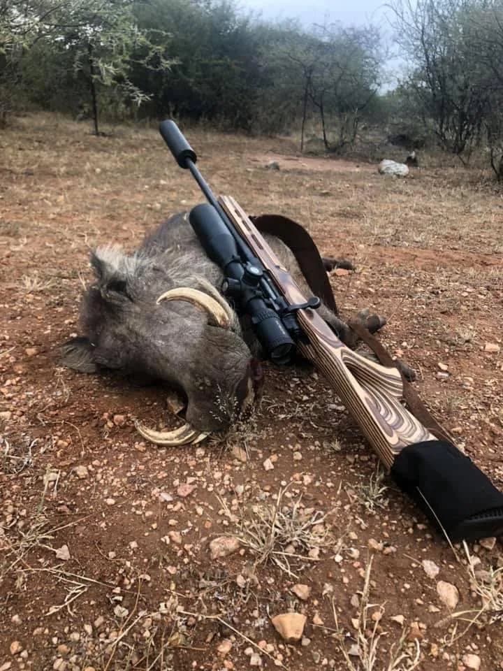 A warthog boar with the rifle laid alongside