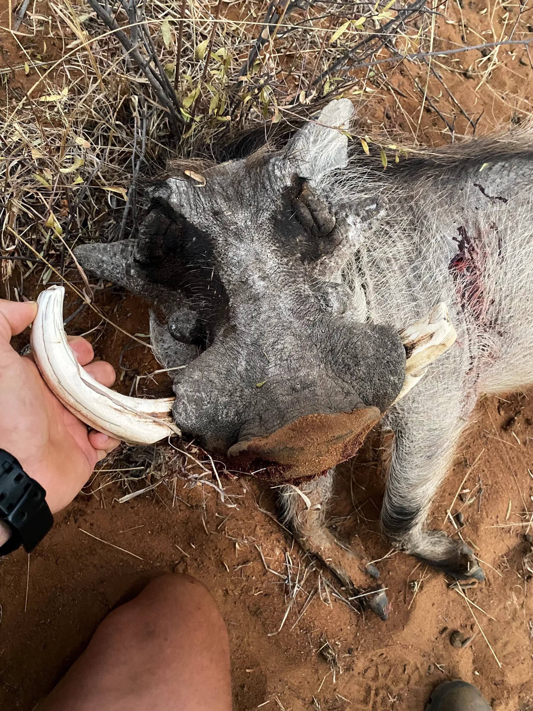 Close-up of a warthog's worn ivory