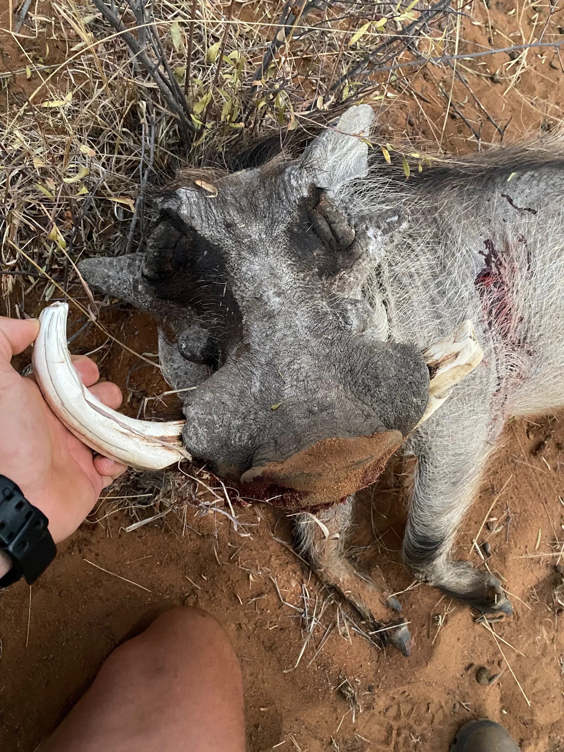 Close-up of a warthog's worn ivory