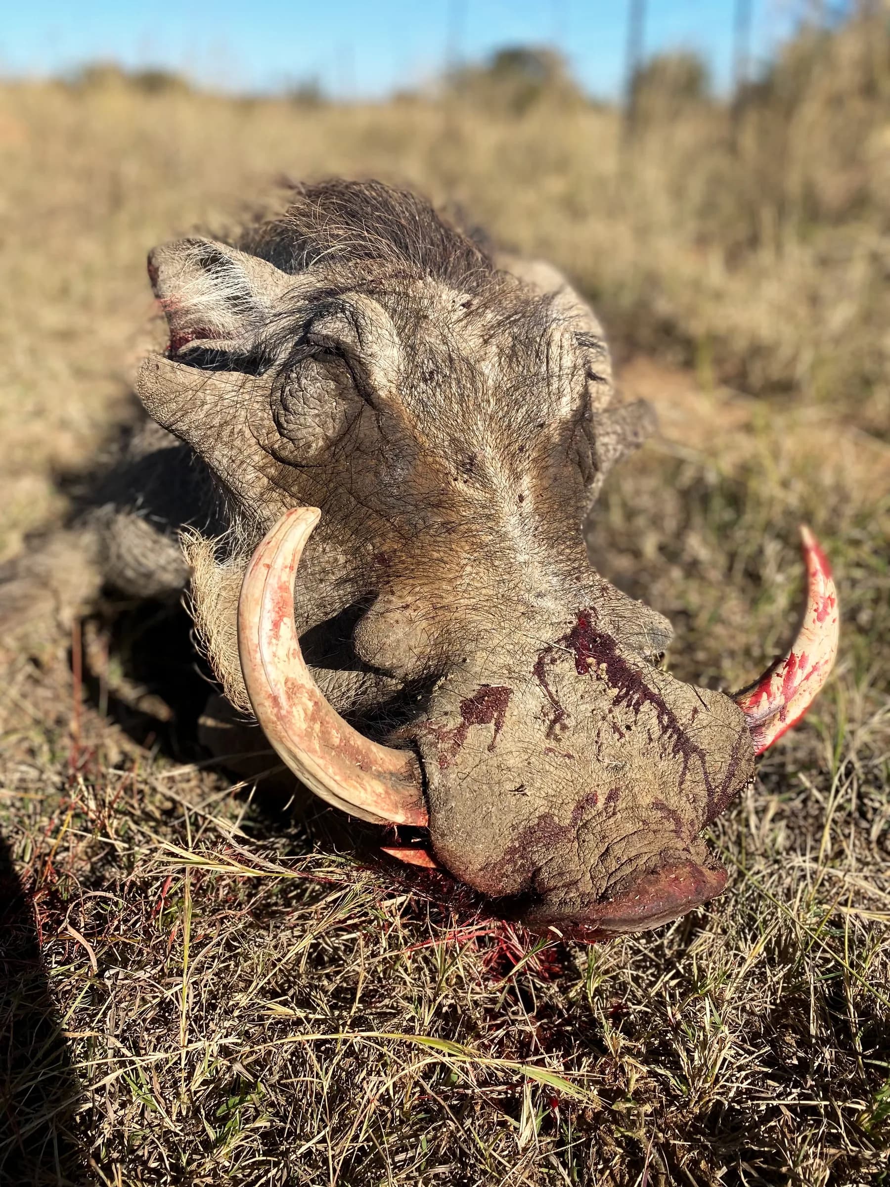 Close detail of an old warthog boar's tusks