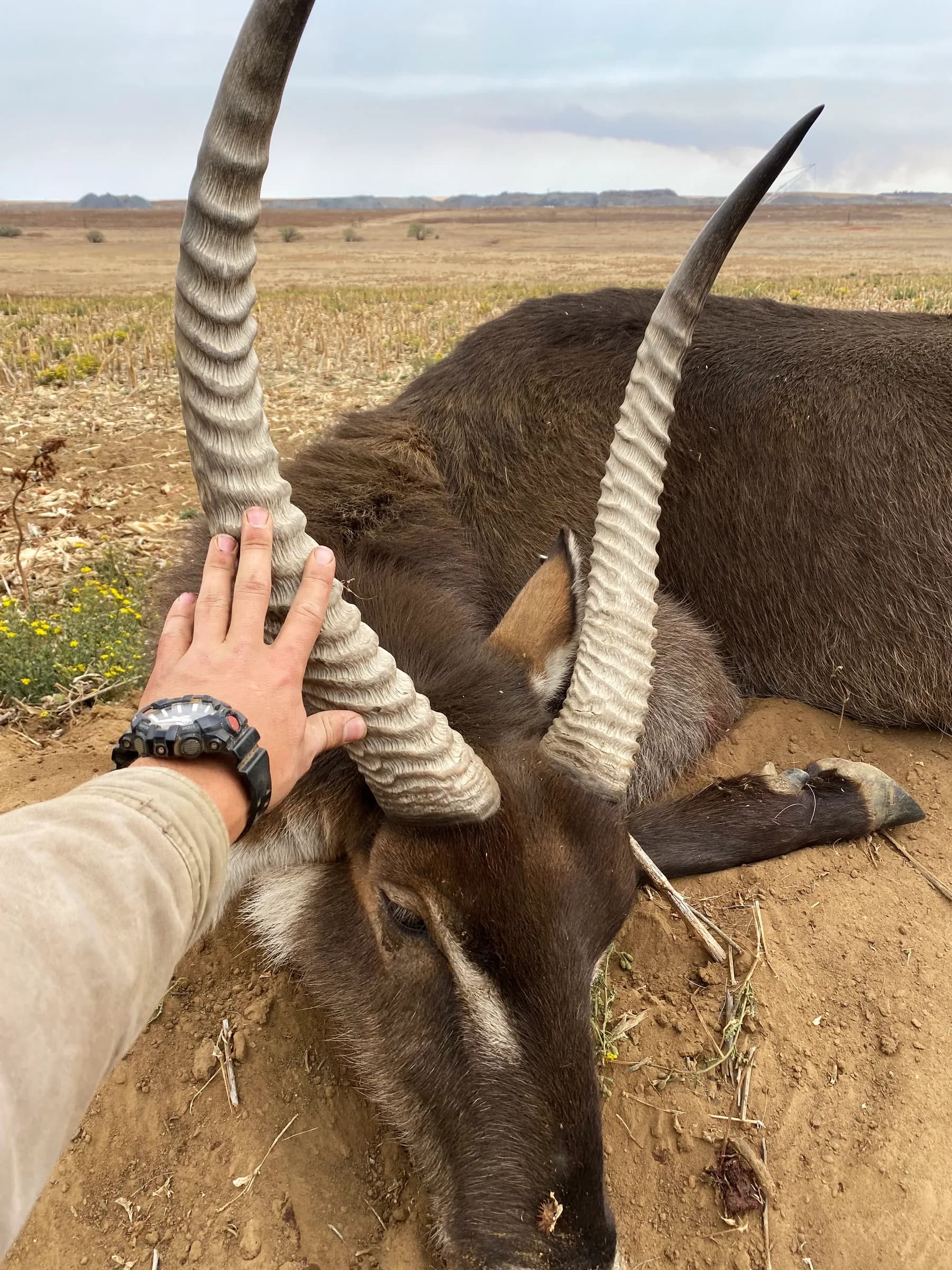 A hand resting on the ridged horns of a waterbuck bull
