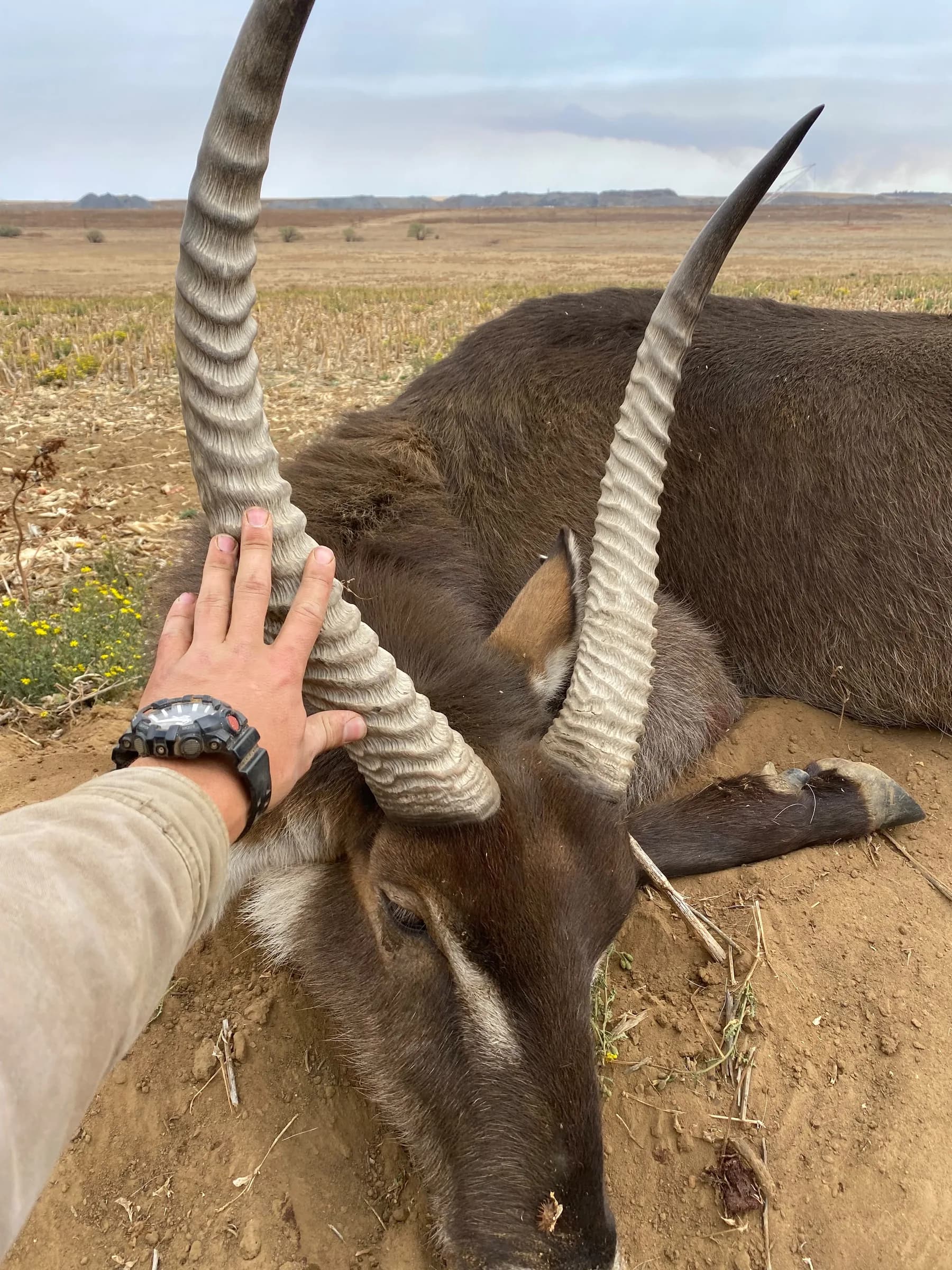 A hand resting on the ridged horns of a waterbuck bull