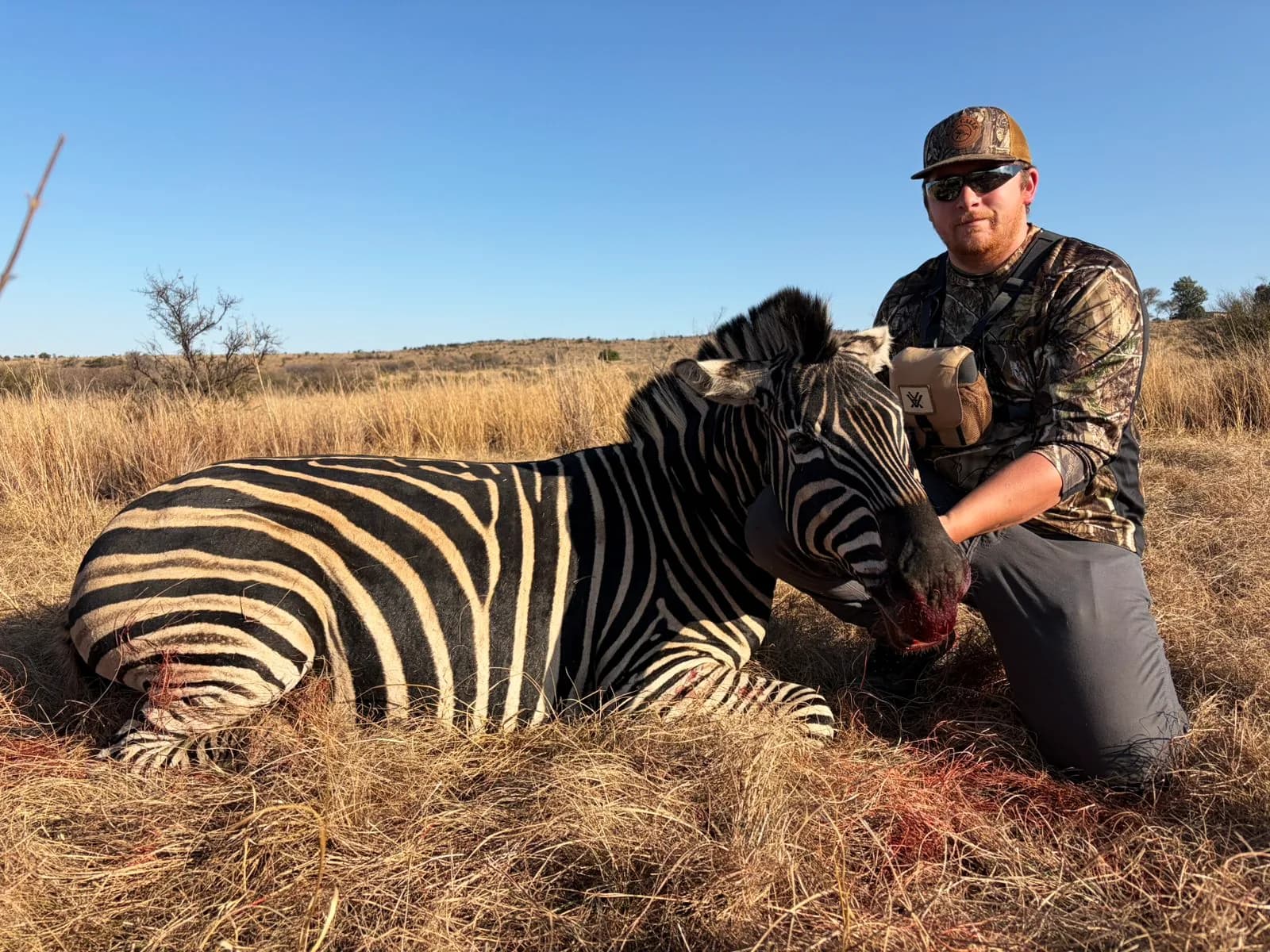 A hunter with a Burchell's zebra stallion on open grassland